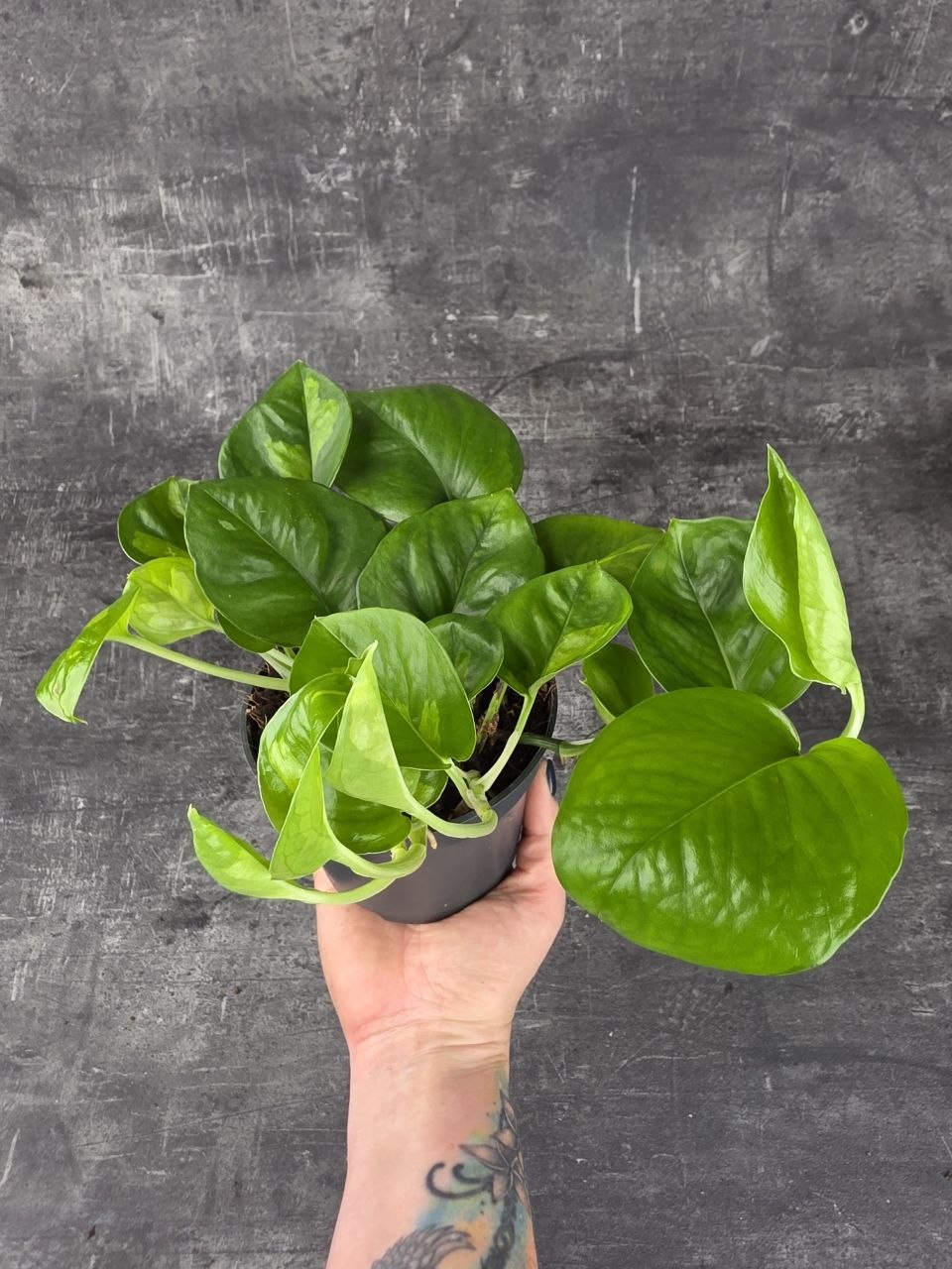 Epipremnum Global Green 12 cm